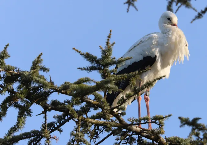 © Jean-Daniel Courvoisier