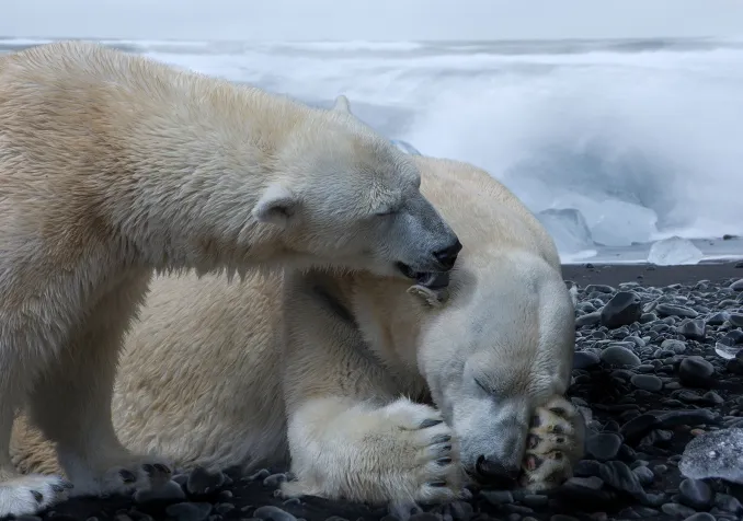 Les ours blancs sont menacés par le changement climatique (photomontage) Pixabay / 4924546