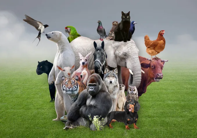 Alors que les antispécistes revendiquent de considérer les animaux comme des individus à part entière, que sait-on réellement de leur vie intérieure et de leur possible spiritualité? IStock