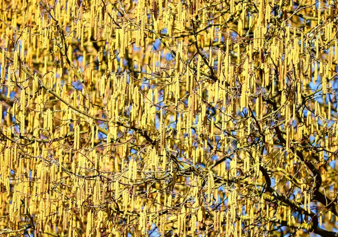 Laisser travailler la vie… - Printemps actif 1 : Bien davantage que nécessaire Bien davantage que nécessaire