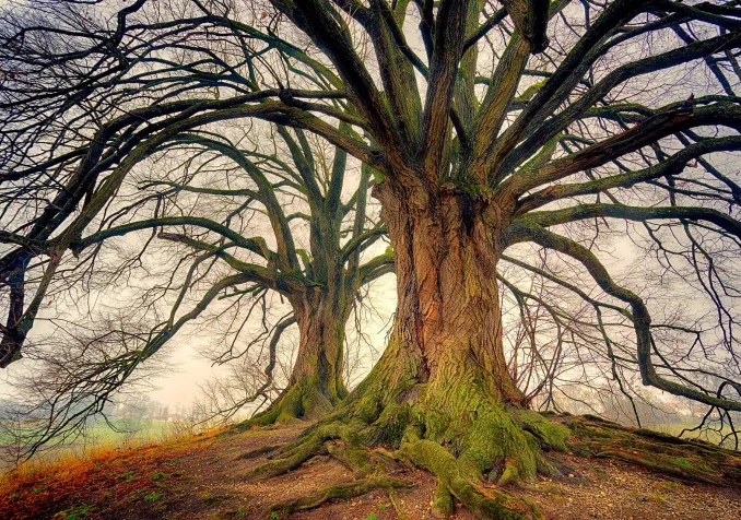 La solidité de l'ancrage dans la tradition Pixabay