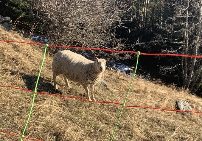 Carré de mouton Grillage en liberté