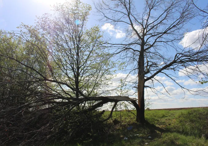 Un arbre en partie brisé