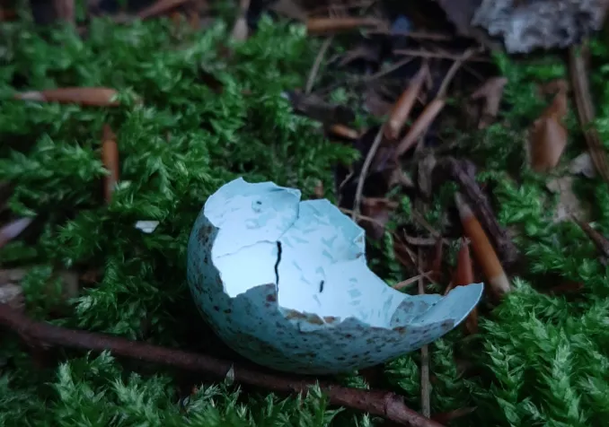 Fragile innovation ecclésiale Fragile