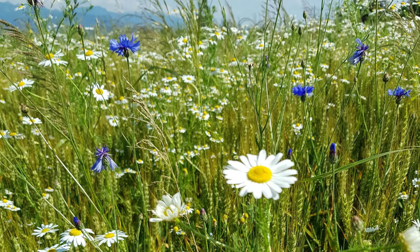 Champ en jachère à Servion. © Florence Clerc Aegerter