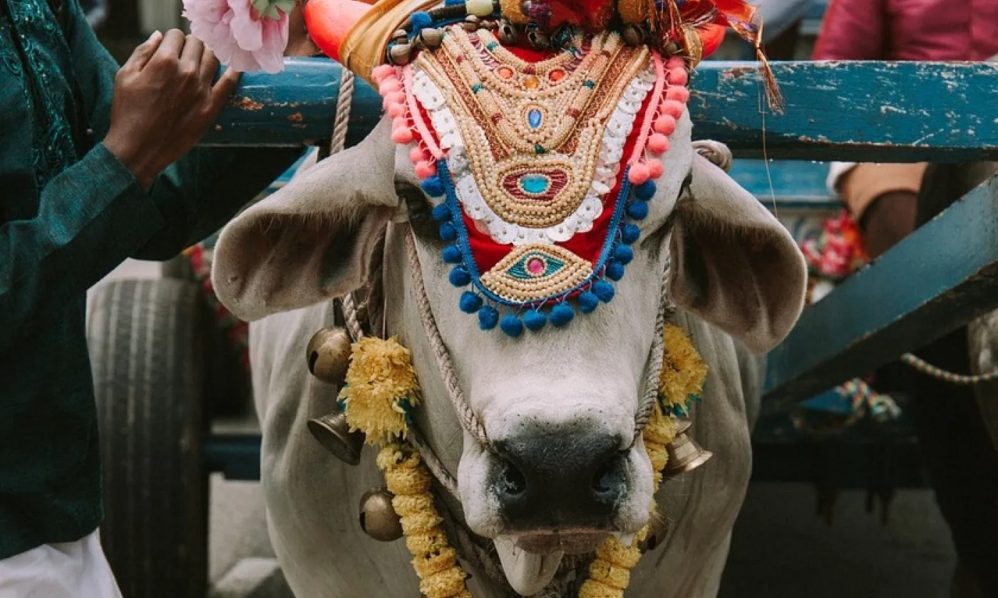 Le gouvernement indien organise un quiz géant sur le thème de la vache ©Pixabay