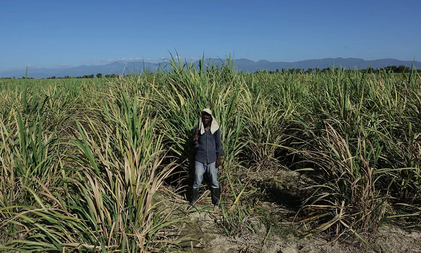 Un Haïtien d'orgine dans un champ de canne à sucre en République dominicaine ©Jean-Claude Gerez/RTSreligion
