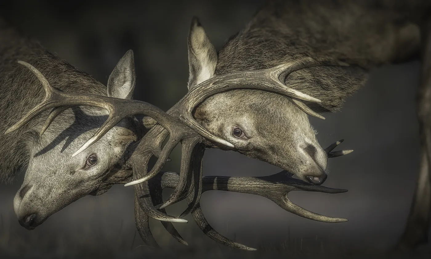 © Istock / Nick Hurst