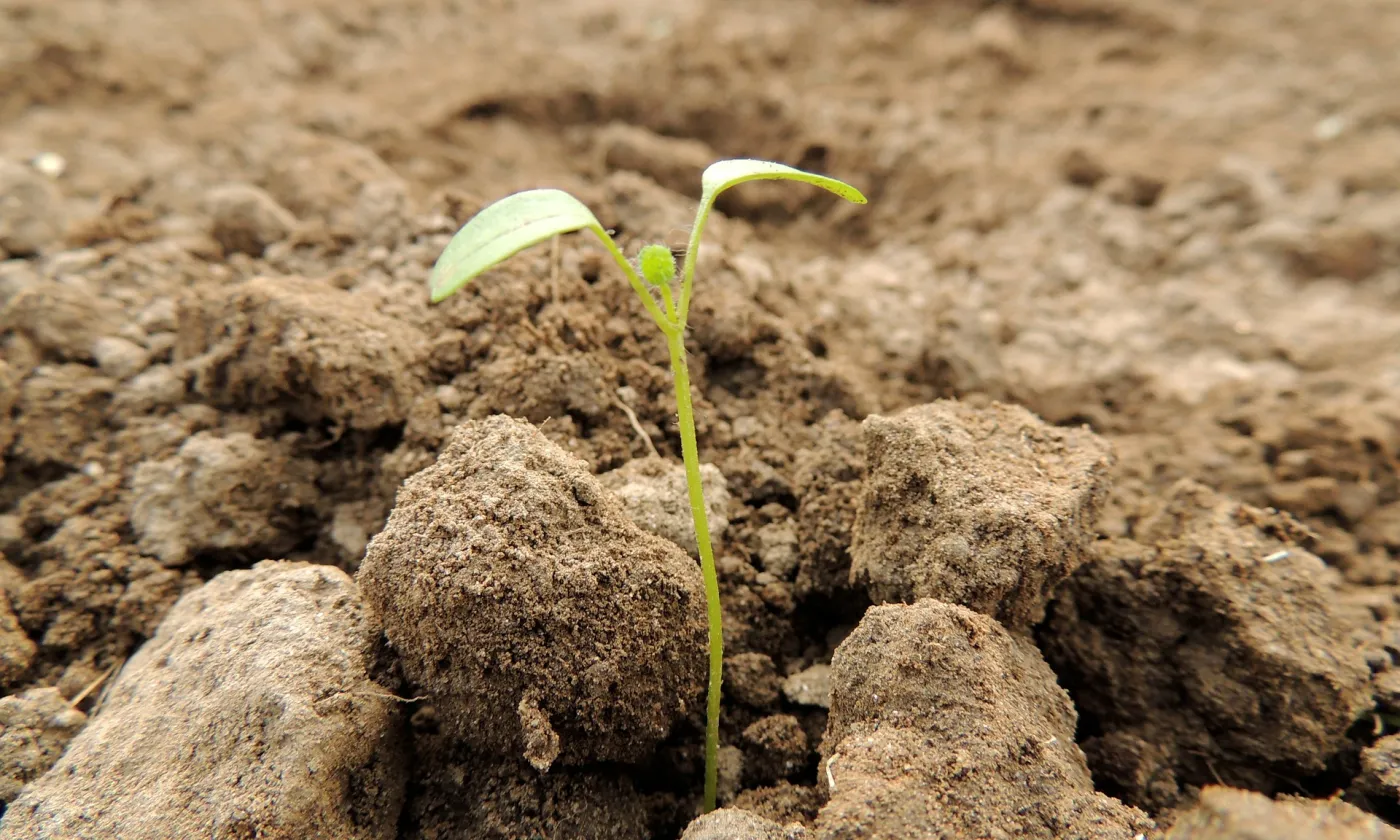 En ce début novembre, ouvrir un blog, c’est comme semer: un hiver va passer, et les fruits ne lèveront qu’ensuite. CC0 Fill / Pixabay