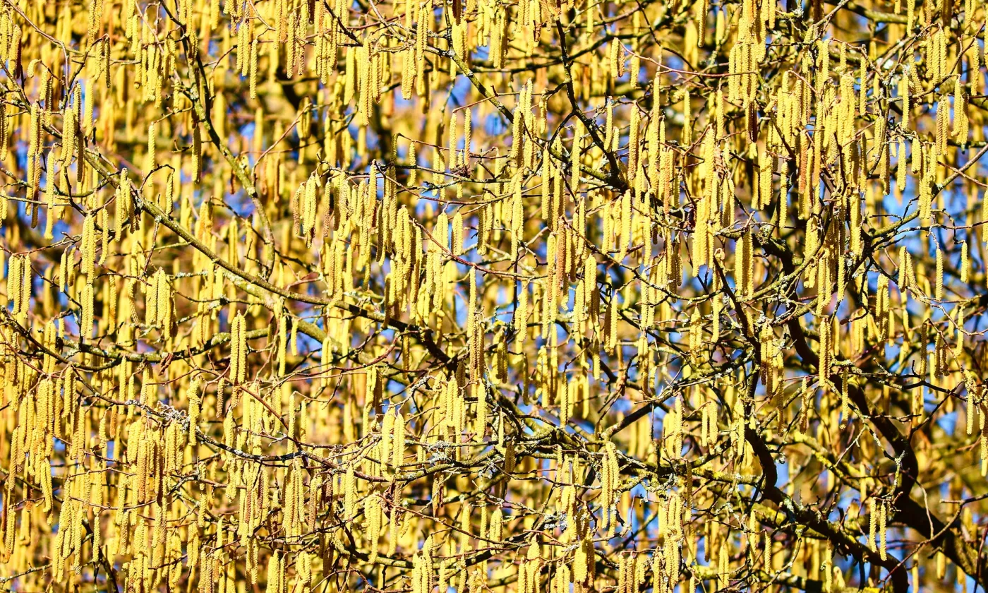 Laisser travailler la vie… - Printemps actif 1 : Bien davantage que nécessaire Bien davantage que nécessaire