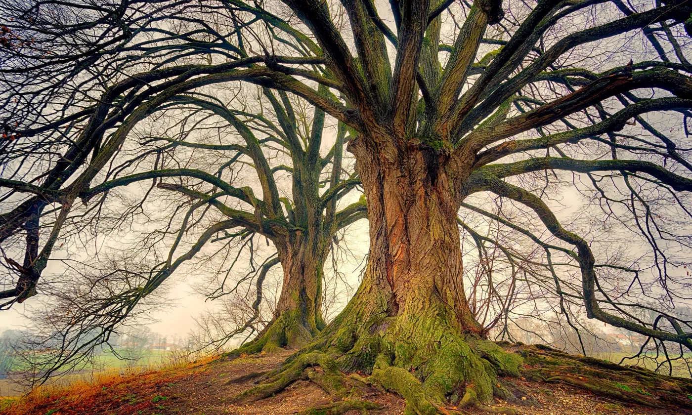 La solidité de l'ancrage dans la tradition Pixabay