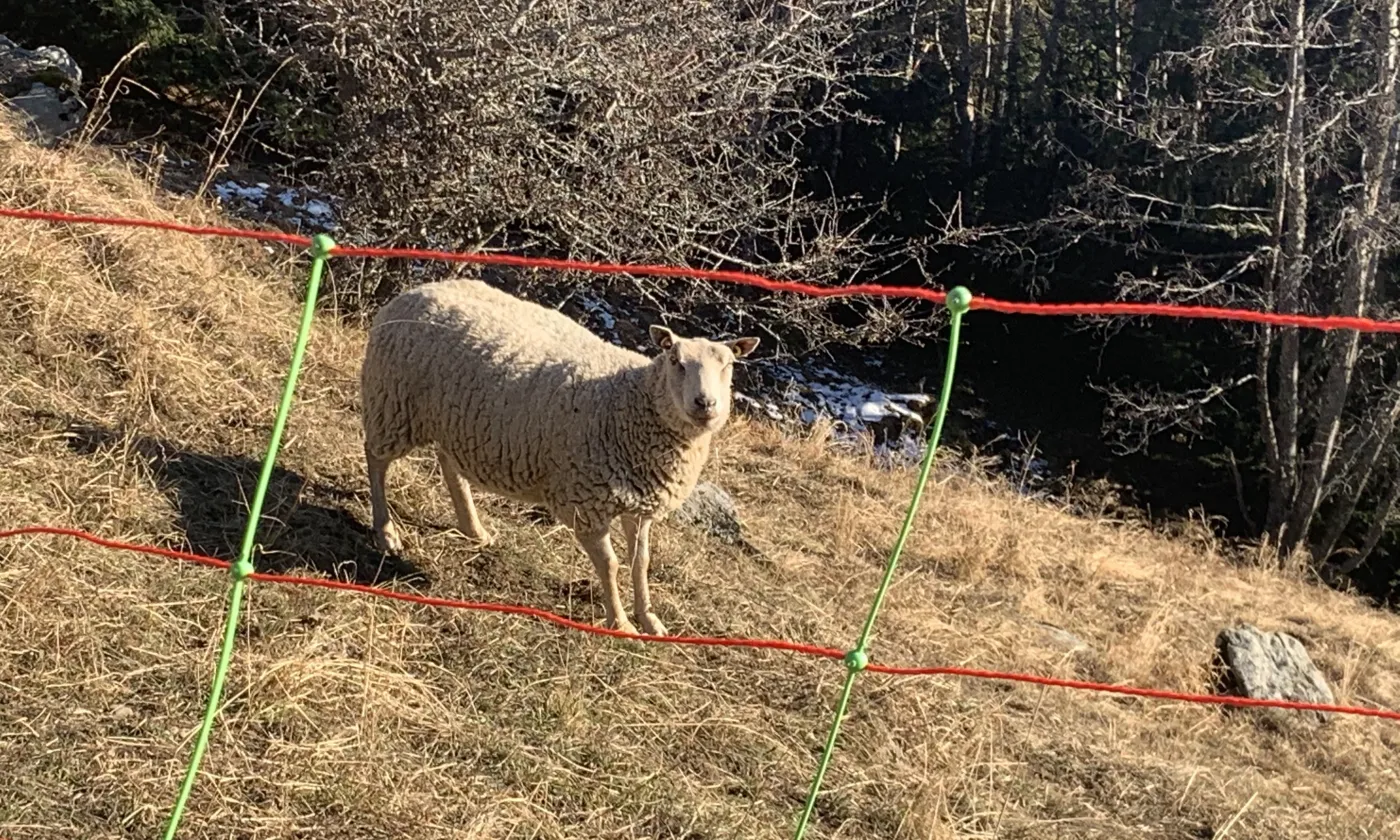 Carré de mouton Grillage en liberté