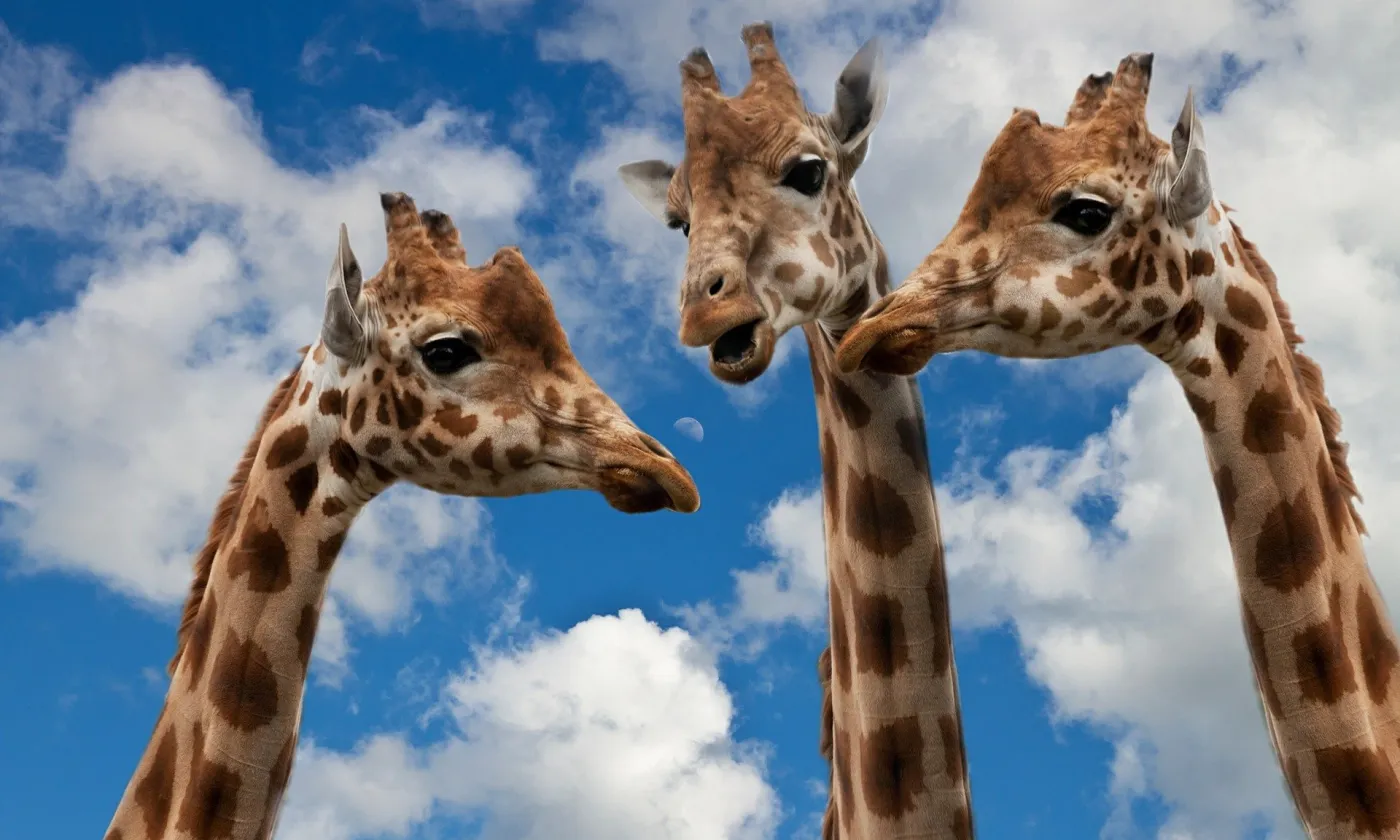 S'écouter et se rencontrer quand on n'est pas d'accord... Trois girafes "discutent" devant un ciel légèrement nuageux