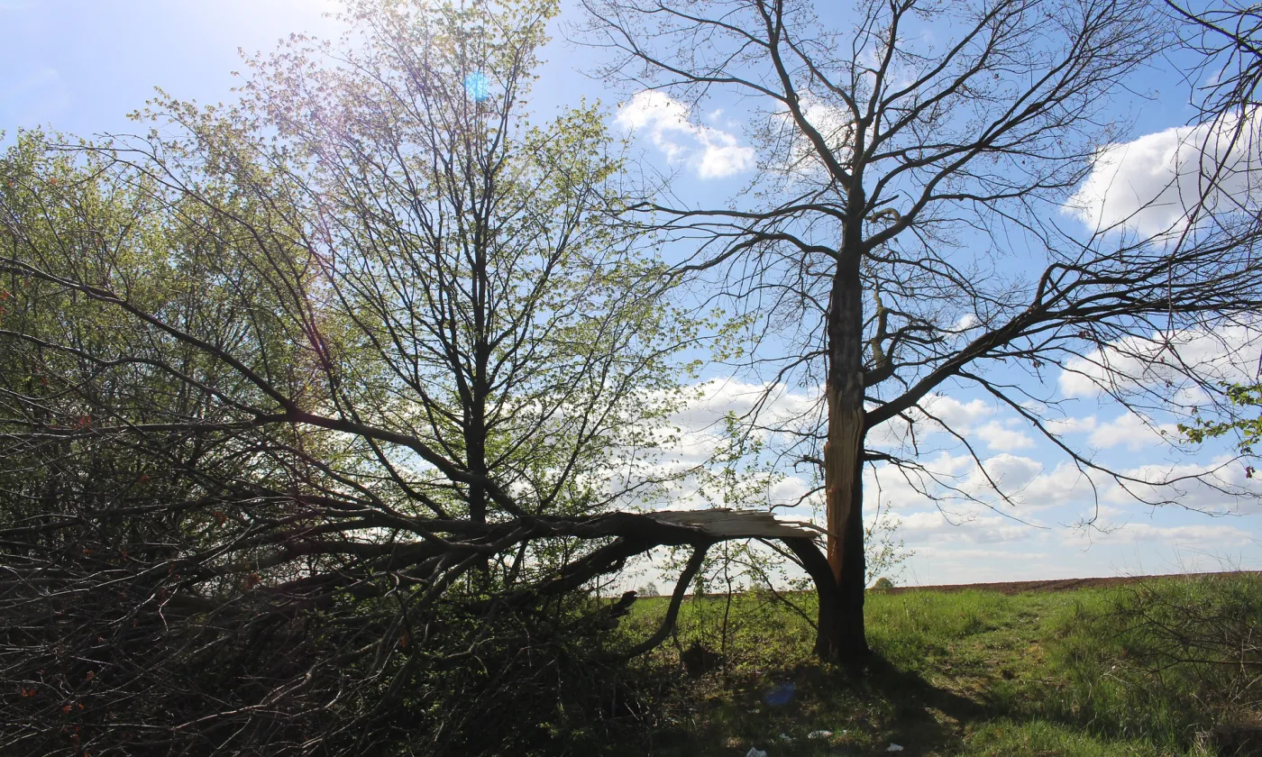 Un arbre en partie brisé