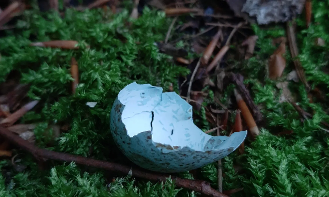 Fragile innovation ecclésiale Fragile