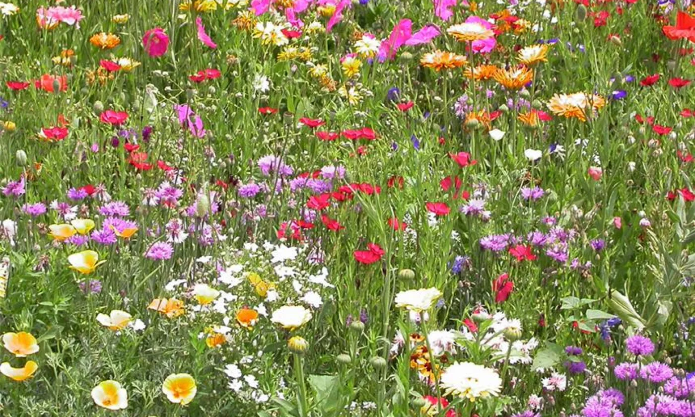 L'Eglise, un champ avec des fleurs de toutes les couleurs