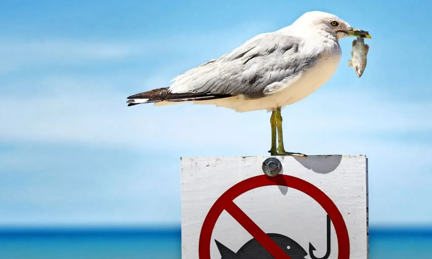 contradiction comique