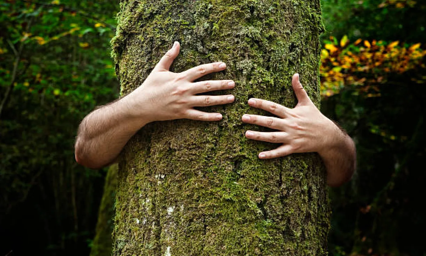 embrasser un arbre