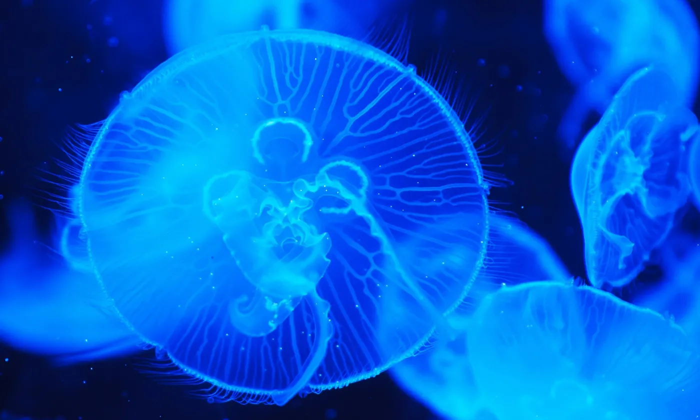 La méduse Turritopsis Dohrnii est un animal immortel Meduse l’immortelle